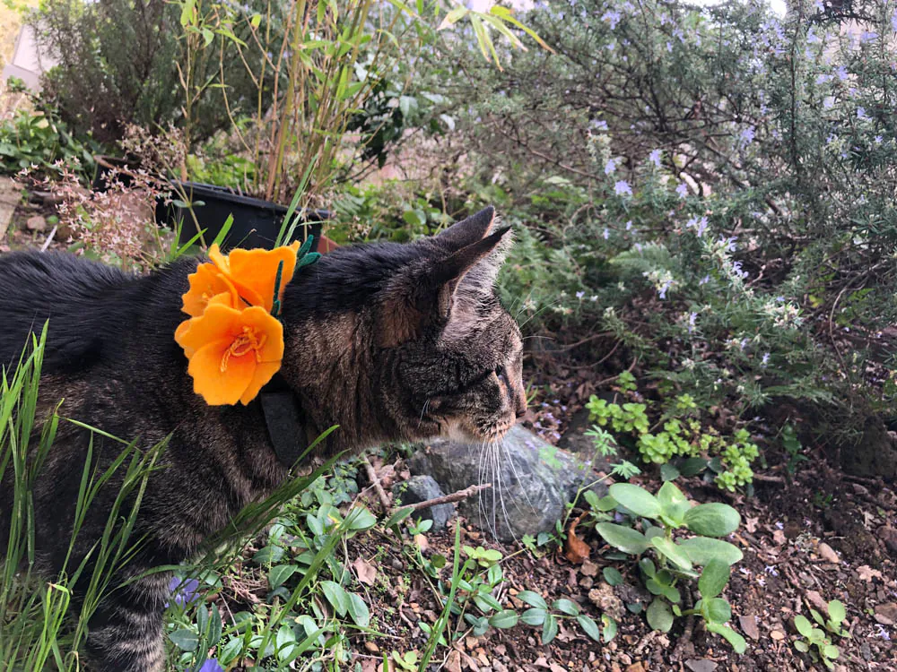 Dimanche avec des onglets le chat, mascotte de blog de maquillage et de beauté, Vol.  759