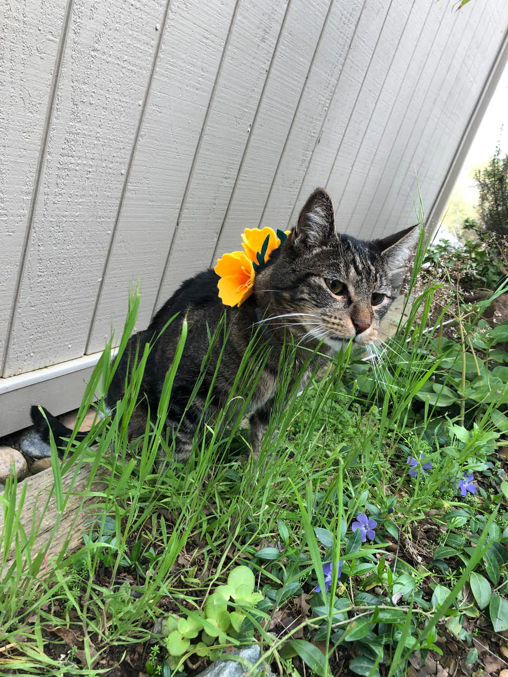 Dimanche avec des onglets le chat, mascotte de blog de maquillage et de beauté, Vol.  759