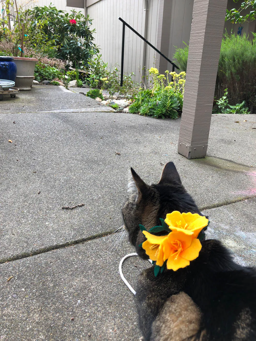 Dimanche avec des onglets le chat, mascotte de blog de maquillage et de beauté, Vol.  759