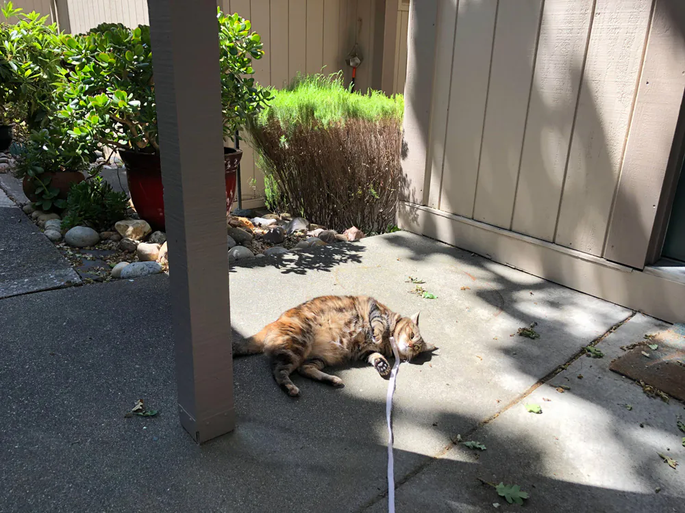 Dimanche avec des onglets le chat, mascotte de blog de maquillage et de beauté, Vol.  759