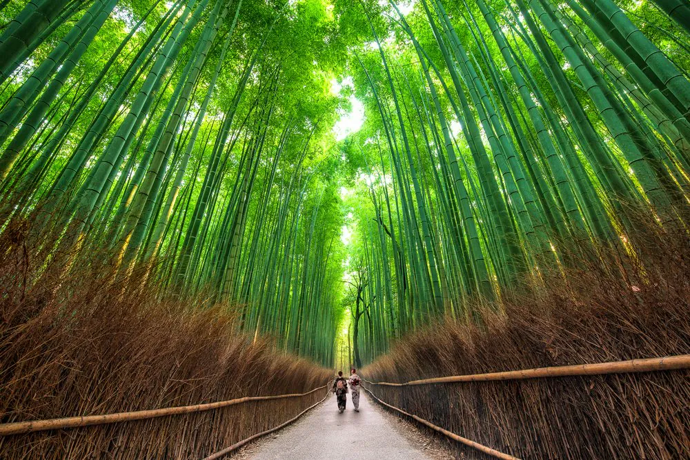 les plus beaux endroits du monde, Vert, Gens dans la nature, Lumière, Paysage naturel, Plante, Éclairage, Plante terrestre, Végétation