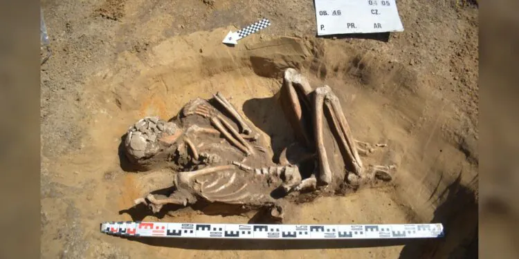 Un squelette de 7 000 ans parfaitement conservé découvert lors d'une rénovation en Pologne