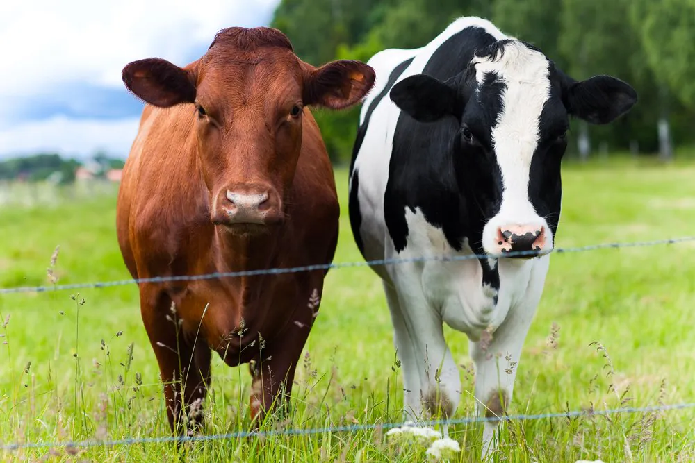 Deux vaches dans un champ, Ciel, Plante, Paysage naturel, Nuage