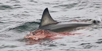 Regardez un grand requin blanc dévorer un phoque au large de Cape Cod, choquant les observateurs de baleines à proximité