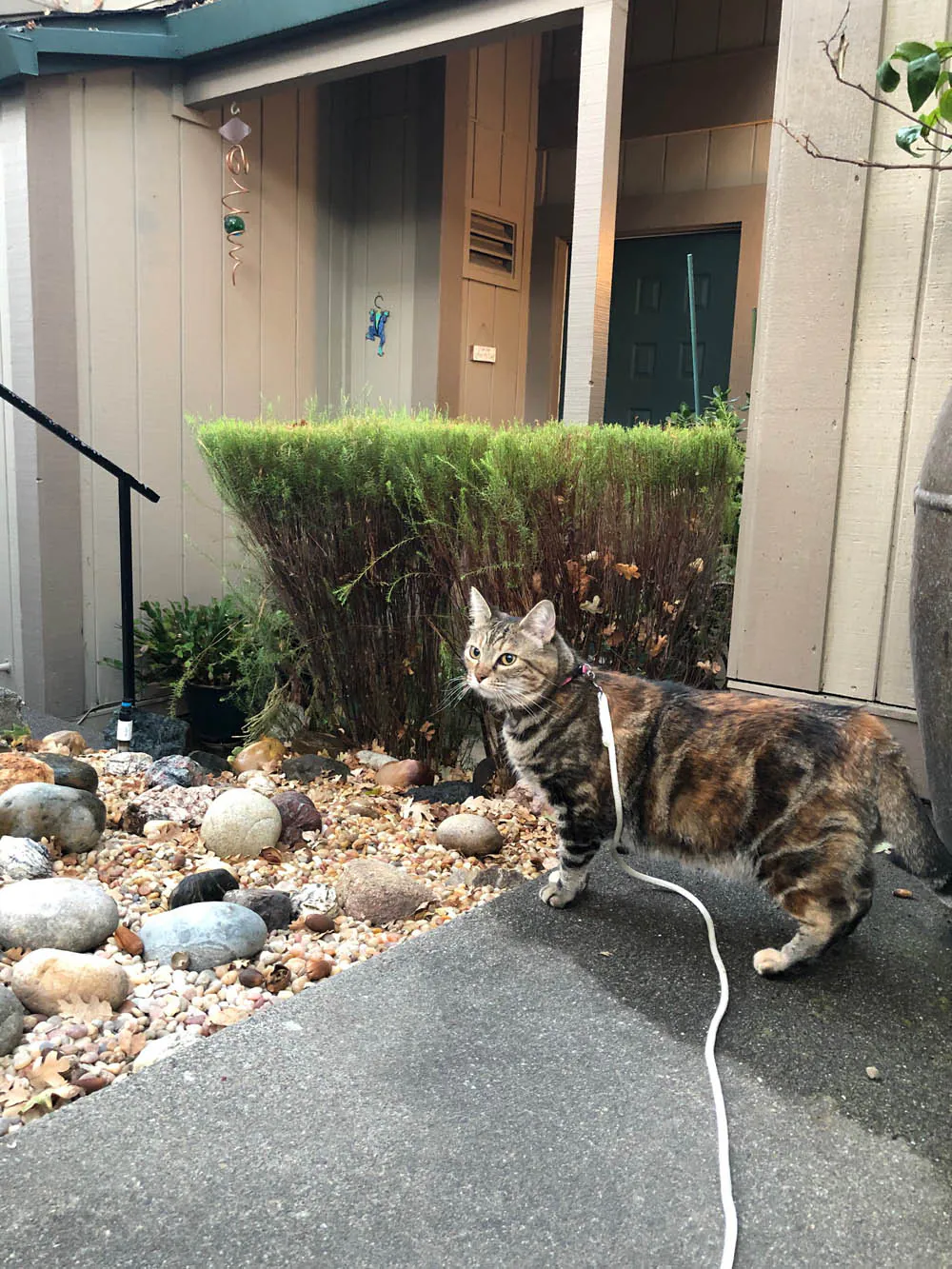 Dimanche avec des onglets le chat, mascotte de blog de maquillage et de beauté, vol.  763