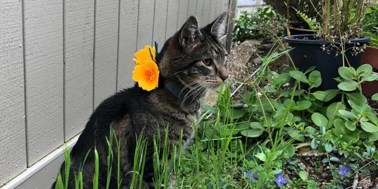Dimanche avec des onglets le chat, mascotte de blog de maquillage et de beauté, Vol.  759