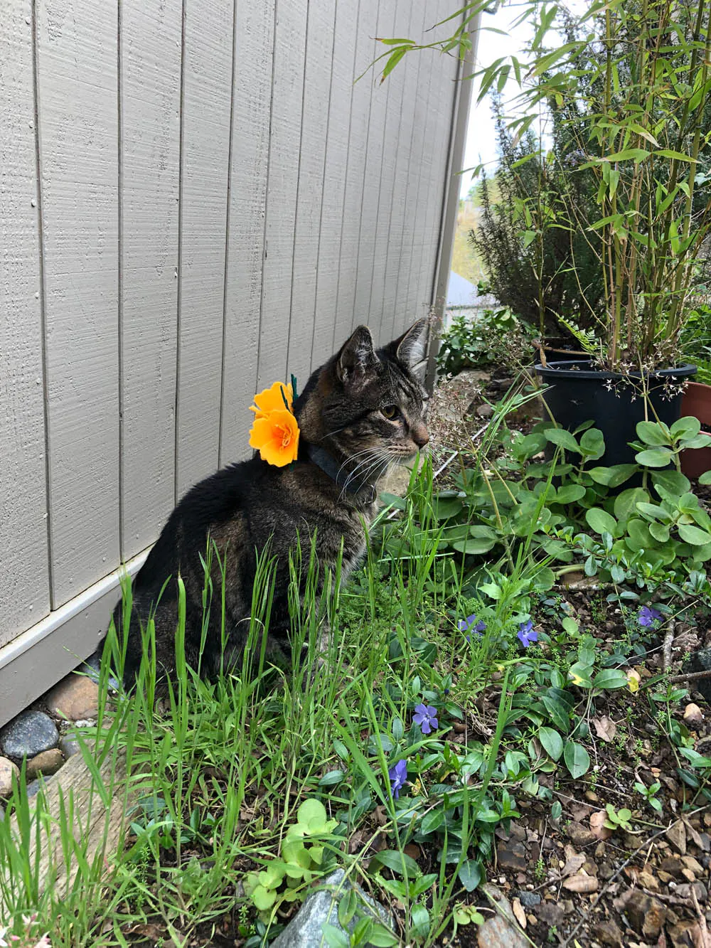 Dimanche avec des onglets le chat, mascotte de blog de maquillage et de beauté, Vol.  759