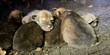 La naissance de louveteaux rouges sauvages apporte de l'espoir aux espèces au bord de l'extinction