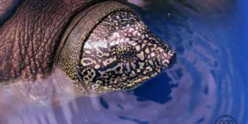 La plus grande espèce de tortue d'eau douce est vouée à l'extinction après la mort de la dernière femelle