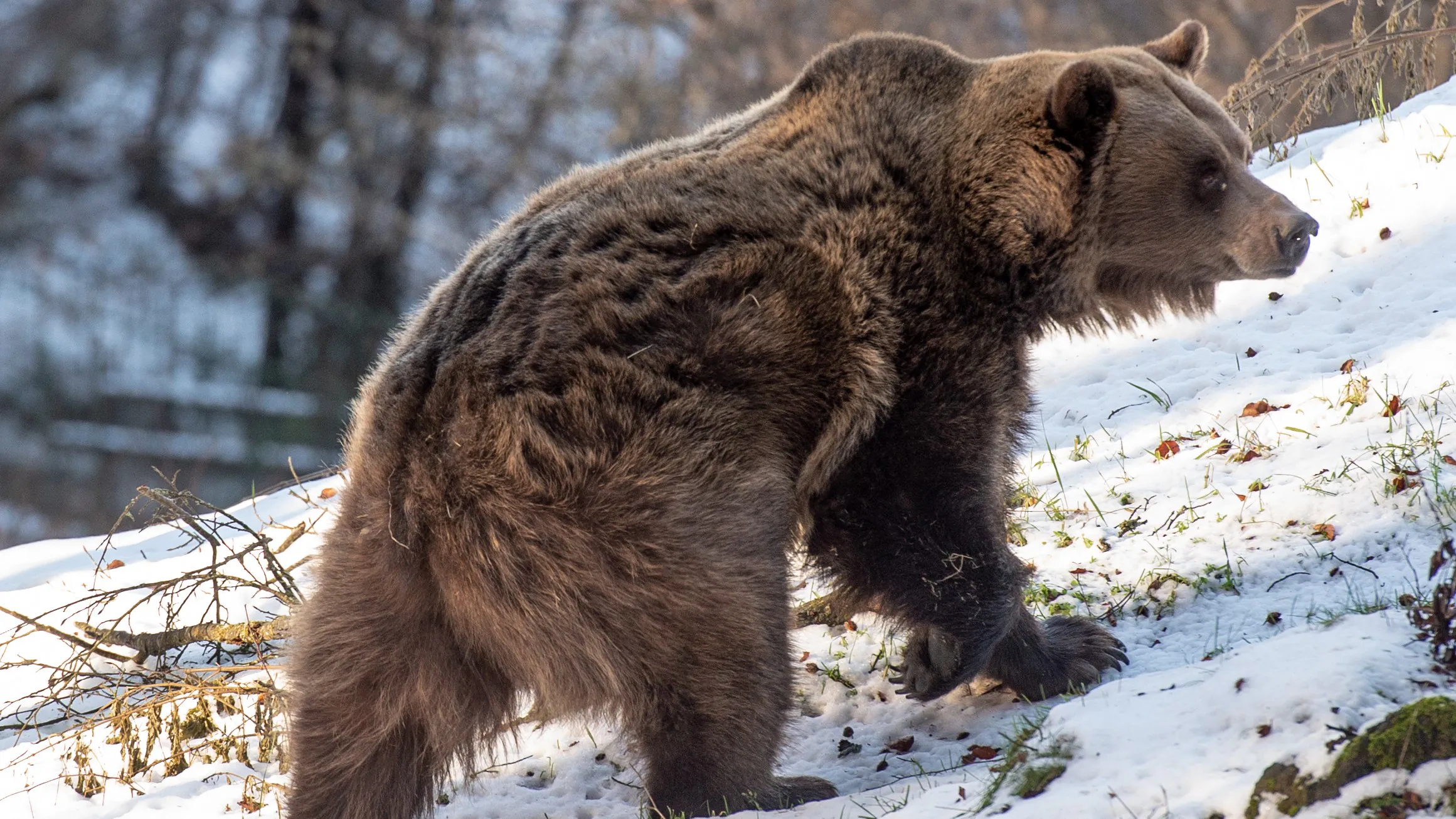 un ours brun marchant dans la neige en Italie