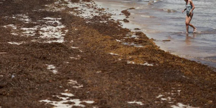 La masse géante d'algues qui se dirige vers la Floride contient-elle vraiment des bactéries « mangeuses de chair » ?