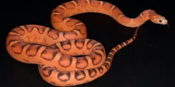 Les premiers serpents génétiquement modifiés utilisent de mystérieux "modèles de Turing" pour obtenir des échelles hexagonales presque parfaites