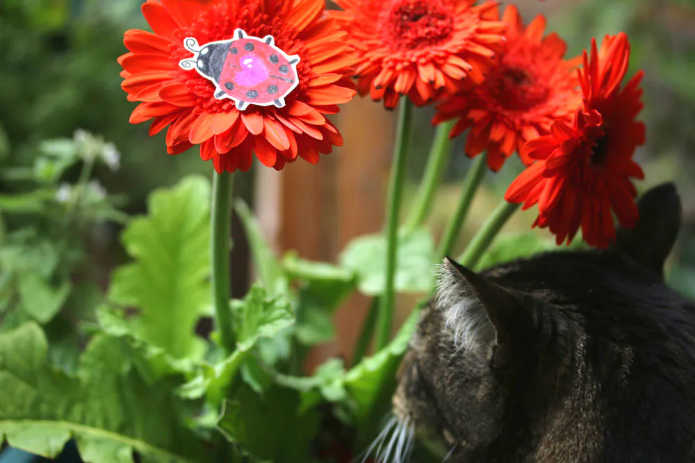 Dimanche avec des onglets le chat, mascotte de blog de maquillage et de beauté, Vol. 766