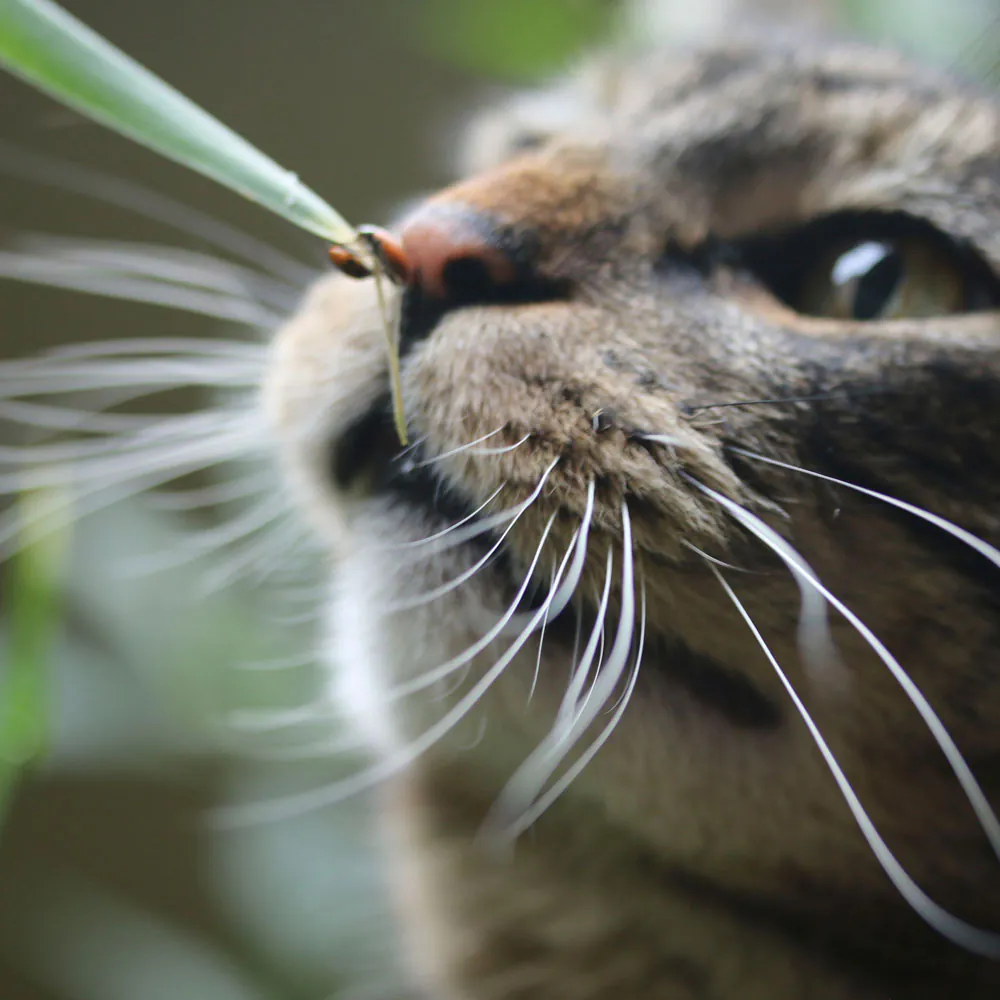 Dimanche avec des onglets le chat, mascotte de blog de maquillage et de beauté, Vol. 766