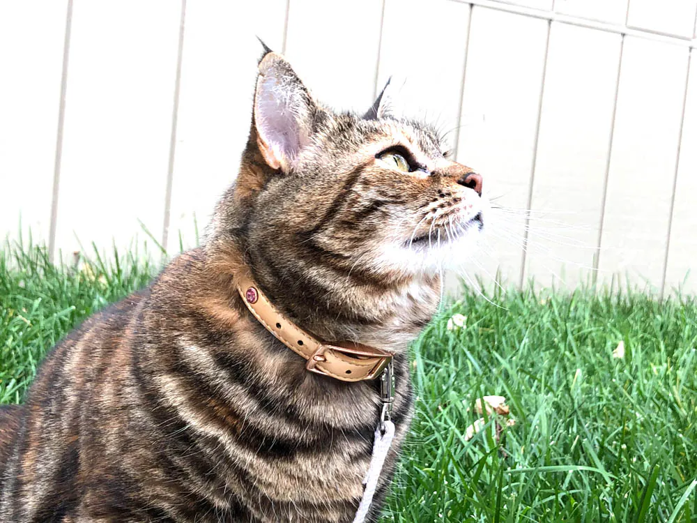 Dimanche avec des onglets le chat, mascotte de blog de maquillage et de beauté, Vol. 766