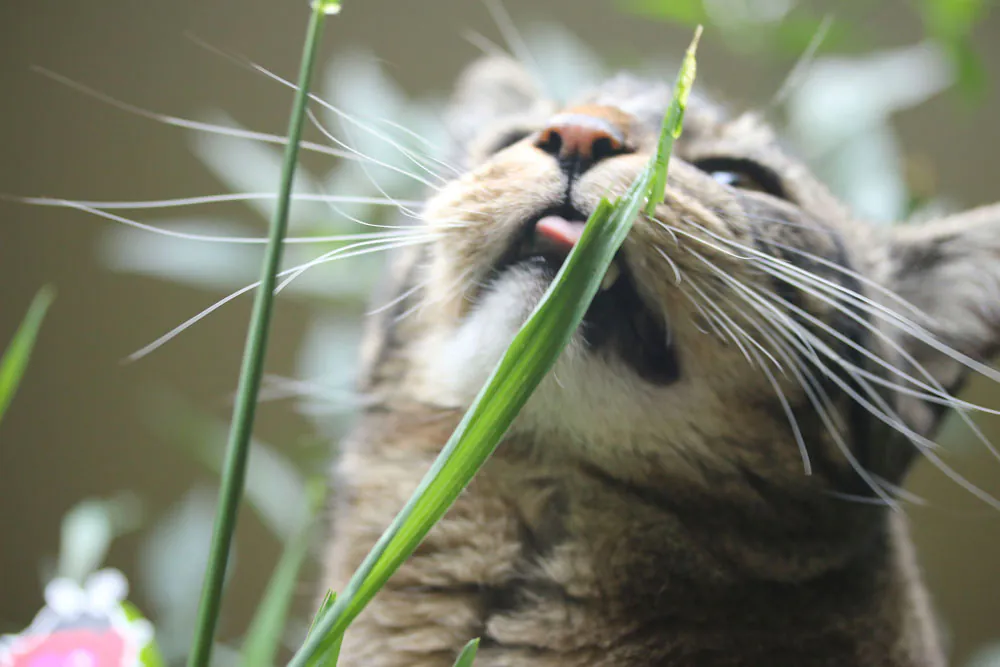 Dimanche avec des onglets le chat, mascotte de blog de maquillage et de beauté, Vol. 766