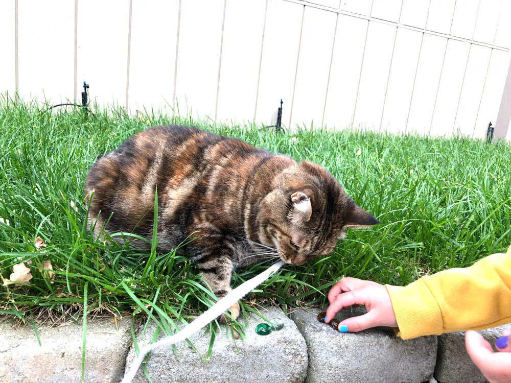 Dimanche avec des onglets le chat, mascotte de blog de maquillage et de beauté, Vol. 766