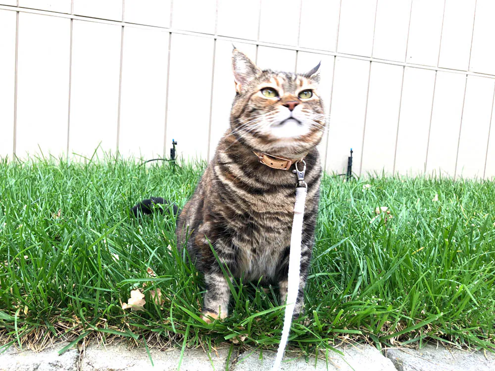 Dimanche avec des onglets le chat, mascotte de blog de maquillage et de beauté, Vol. 766
