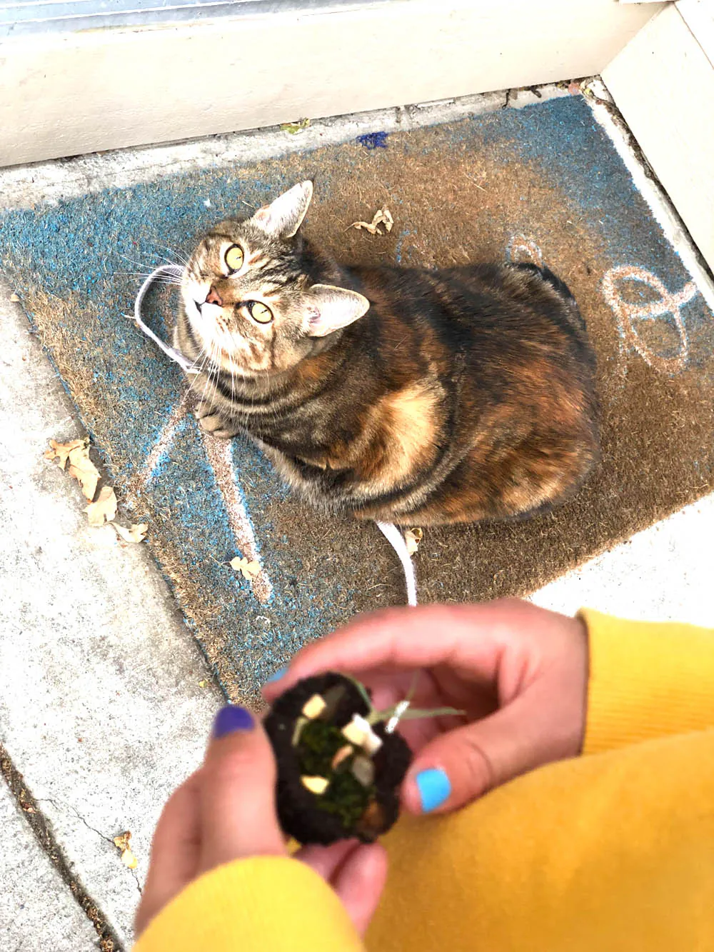 Dimanche avec des onglets le chat, mascotte de blog de maquillage et de beauté, Vol. 766