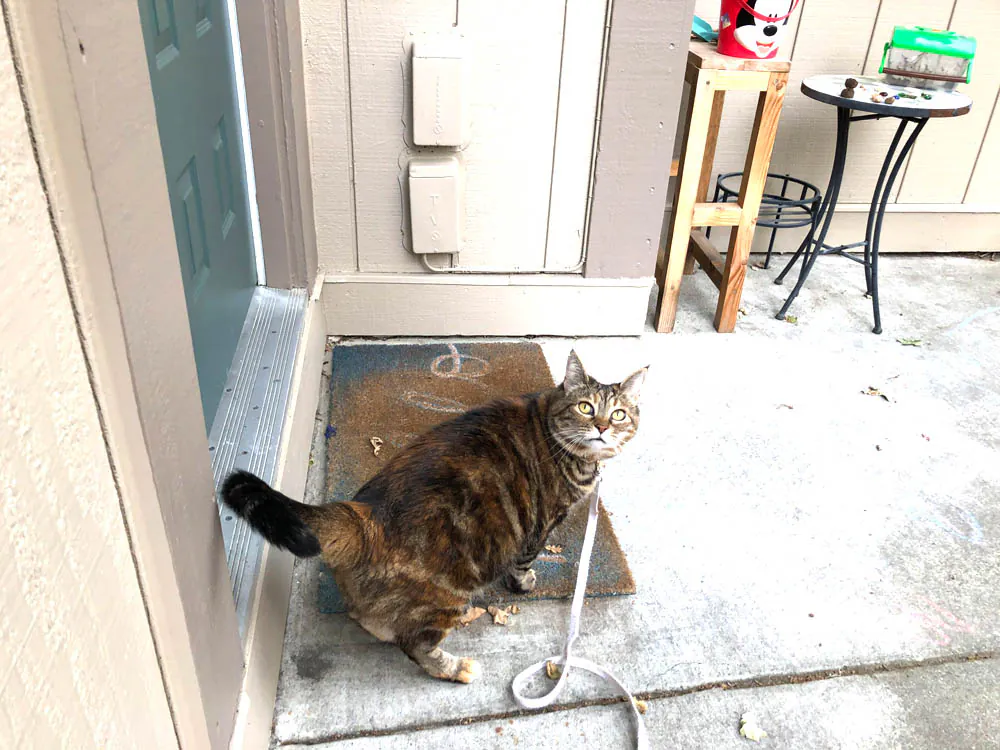 Dimanche avec des onglets le chat, mascotte de blog de maquillage et de beauté, Vol. 766