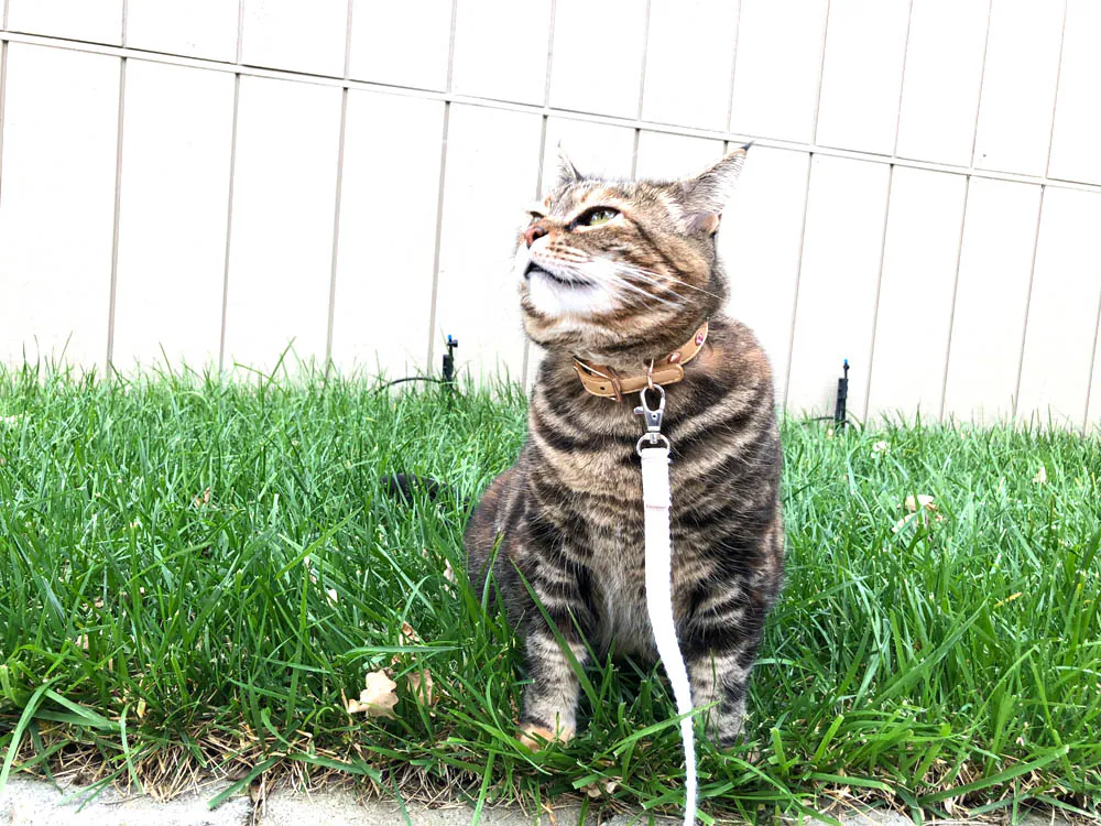 Dimanche avec des onglets le chat, mascotte de blog de maquillage et de beauté, Vol. 766