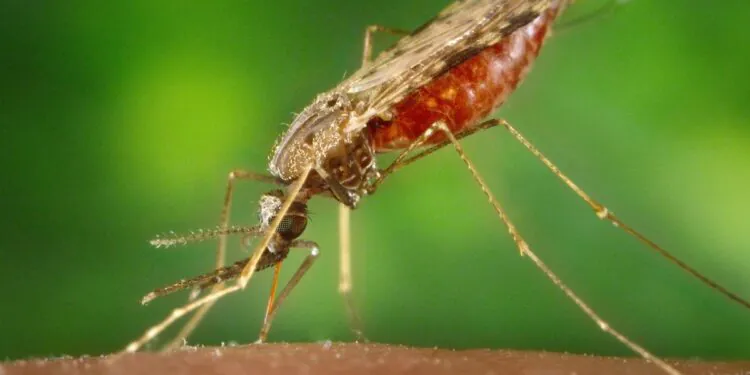 5 cas de paludisme en Floride et au Texas ont été contractés localement, prévient le CDC