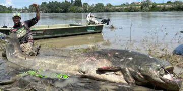 Le gigantesque poisson-chat de 9,4 pieds de long est le plus gros jamais pêché