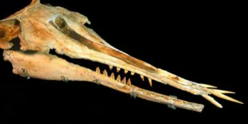 Un dauphin "slasher" de 25 millions d'années avec des dents étranges découvert dans une collection de musée