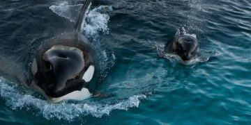 White Gladis l'orque était peut-être enceinte lorsqu'elle a commencé à attaquer des bateaux