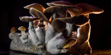 L'Australie autorise l'utilisation légale de la MDMA et de la psilocybine pour traiter le SSPT et la dépression