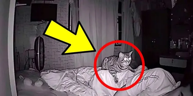 Cat Wont Stop Staring At Dad All Night, Dad Checks Video And Realizes Why