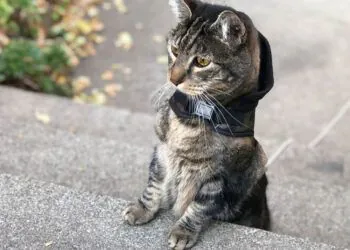 Dimanche avec des onglets le chat, mascotte de blog de maquillage et de beauté, vol.  768