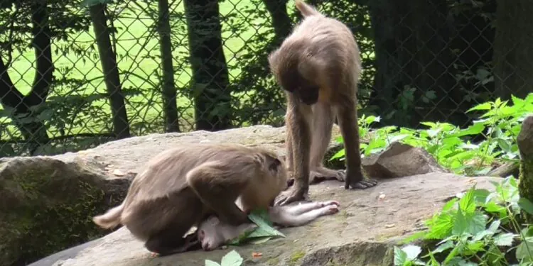 Un singe du zoo mange le cadavre de son bébé après l'avoir transporté pendant des jours