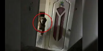 A Man Noticed That His Dog Watched Him Sleep Each Night Then He Realized The Heartbreaking Truth