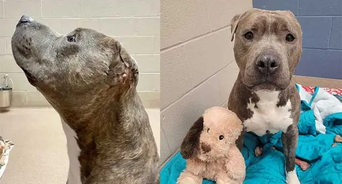 SPCA of Wake County